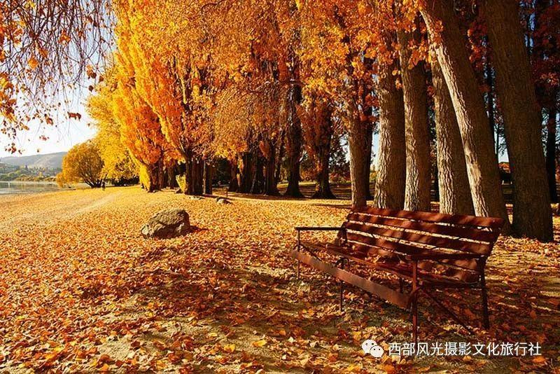 救援甜蜜熊